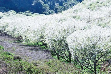 Places to visit in Moc Chau